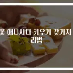 봄꽃 애니시다 키우기 갖가지 관리법