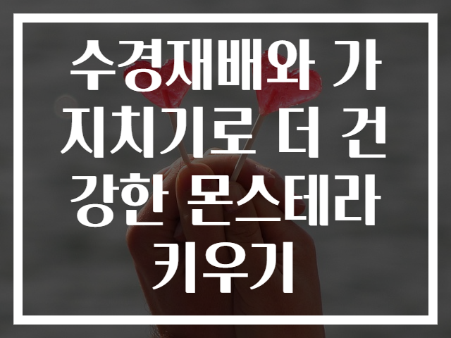 수경재배와 가지치기로 더 건강한 몬스테라 키우기