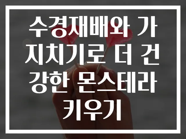 수경재배와 가지치기로 더 건강한 몬스테라 키우기