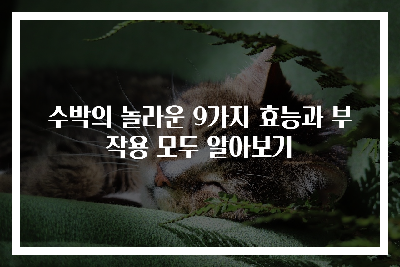 수박의 놀라운 9가지 효능과 부작용 모두 알아보기