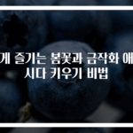 쉽게 즐기는 봄꽃과 금작화 애니시다 키우기 비법