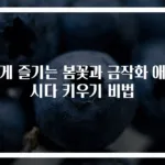 쉽게 즐기는 봄꽃과 금작화 애니시다 키우기 비법