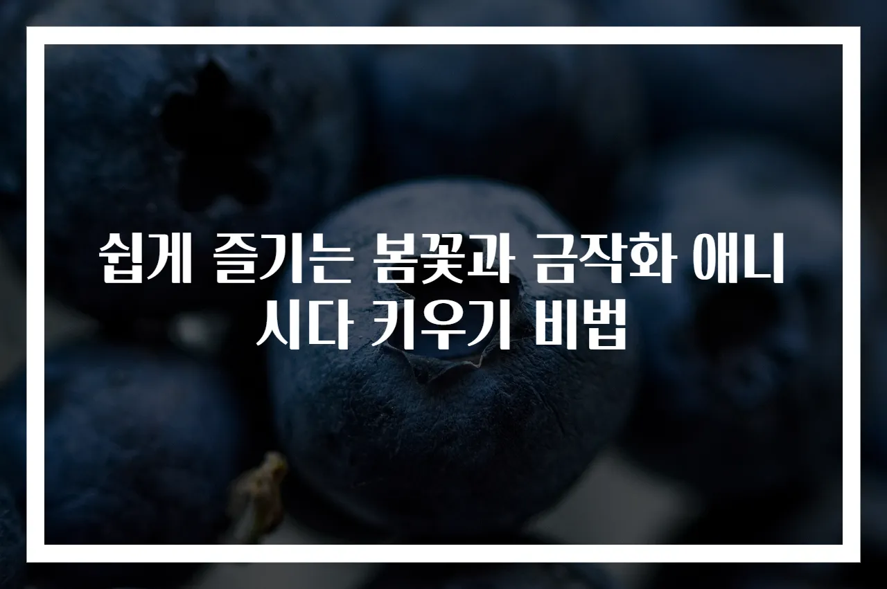 쉽게 즐기는 봄꽃과 금작화 애니시다 키우기 비법