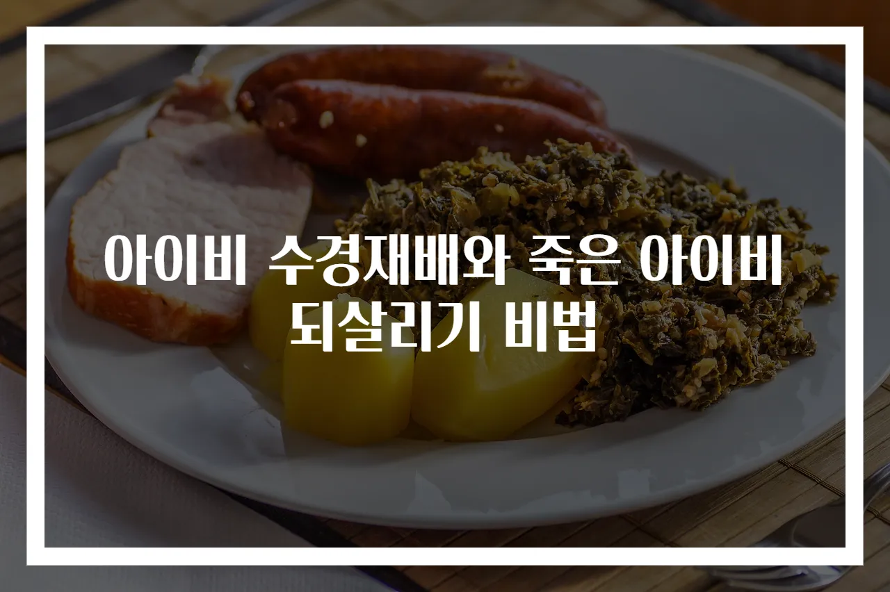 아이비 수경재배와 죽은 아이비 되살리기 비법