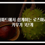 아파트에서 쉽게하는 로즈마리 키우기 3단계