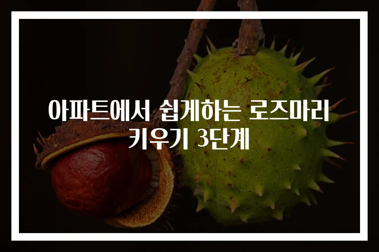 아파트에서 쉽게하는 로즈마리 키우기 3단계