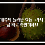 양배추의 놀라운 효능 5가지 지금 바로 확인하세요