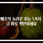 양배추의 놀라운 효능 5가지 지금 바로 확인하세요