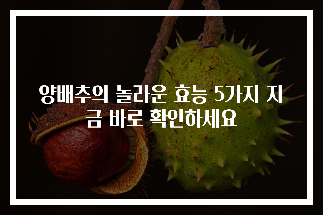 양배추의 놀라운 효능 5가지 지금 바로 확인하세요