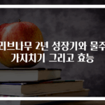 올리브나무 2년 성장기와 물주기 가지치기 그리고 효능