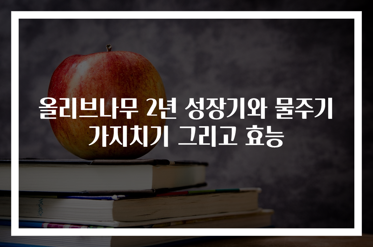올리브나무 2년 성장기와 물주기 가지치기 그리고 효능