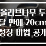 올리브나무 두 달 만에 20cm 성장 비법 공개