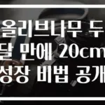 올리브나무 두 달 만에 20cm 성장 비법 공개