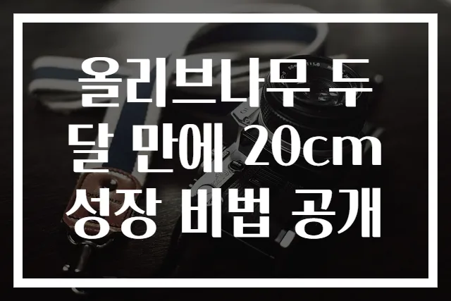 올리브나무 두 달 만에 20cm 성장 비법 공개