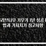 올리브나무 키우기 1년 성공 비법과 가지치기 참고사항