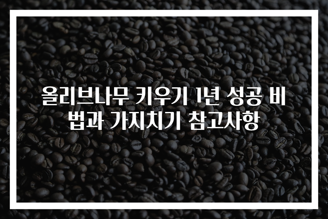 올리브나무 키우기 1년 성공 비법과 가지치기 참고사항