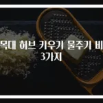 외목대 허브 키우기 물주기 비법 3가지