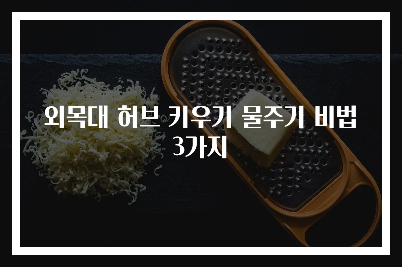 외목대 허브 키우기 물주기 비법 3가지
