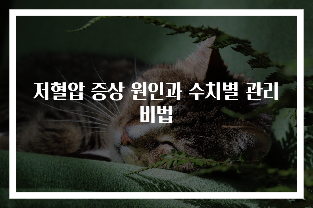 저혈압 증상 원인과 수치별 관리 비법