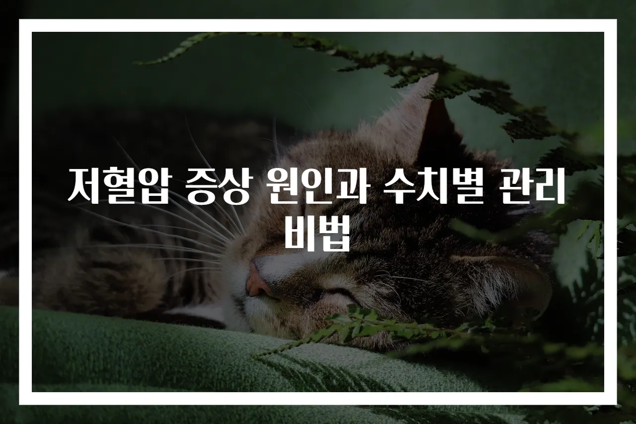 저혈압 증상 원인과 수치별 관리 비법