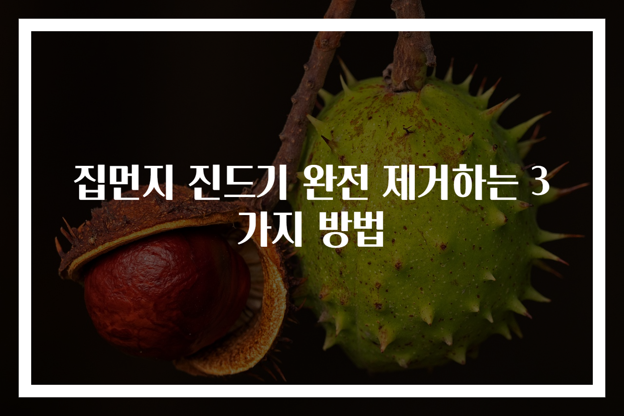 집먼지 진드기 완전 제거하는 3가지 방법