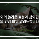 참외의 놀라운 효능과 참외껍질의 건강 비밀 알려드립니다