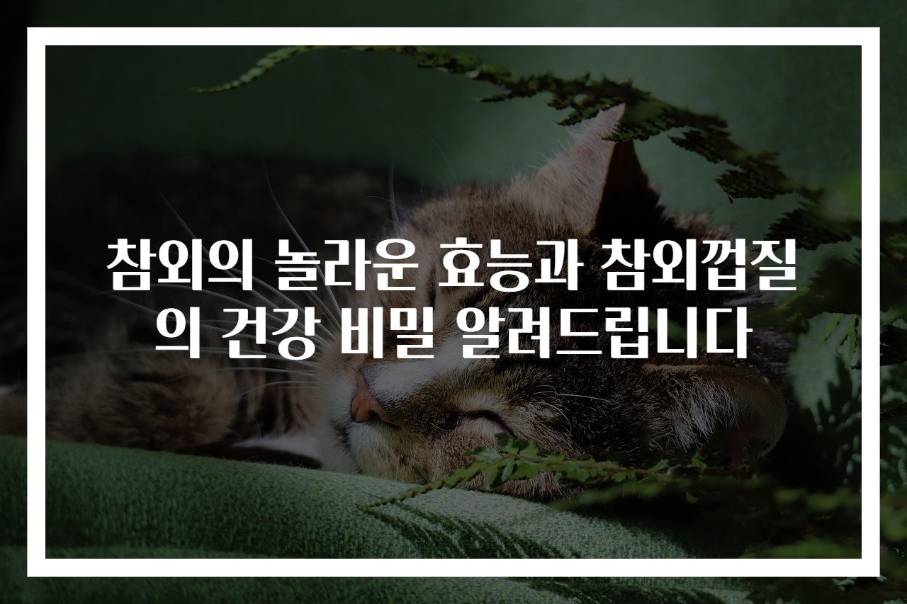 참외의 놀라운 효능과 참외껍질의 건강 비밀 알려드립니다