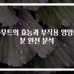 카무트의 효능과 부작용 영양성분 완전 분석