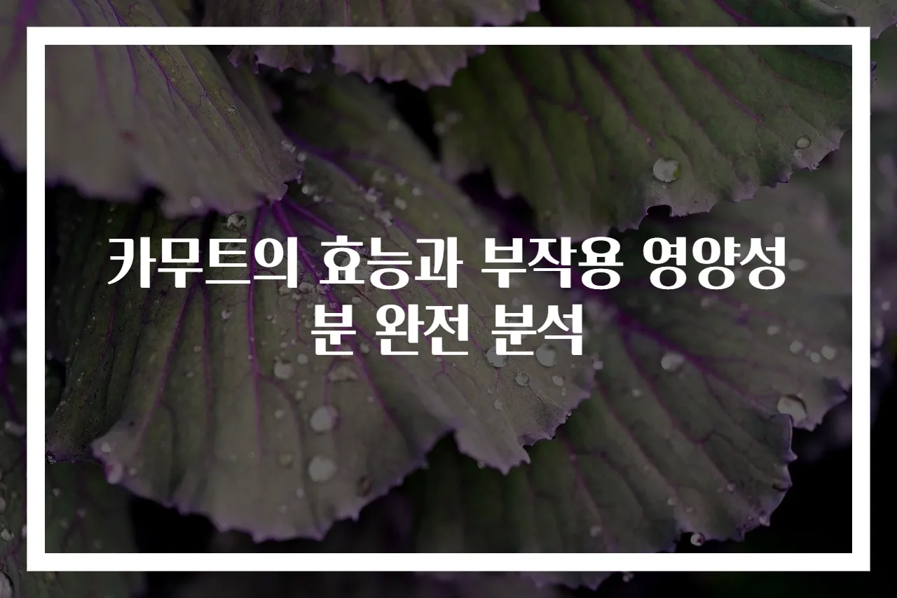 카무트의 효능과 부작용 영양성분 완전 분석