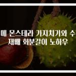 히메 몬스테라 가지치기와 수경재배 화분갈이 노하우