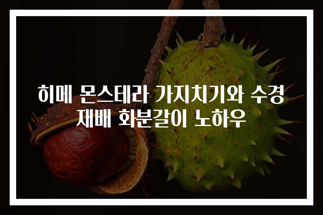 히메 몬스테라 가지치기와 수경재배 화분갈이 노하우