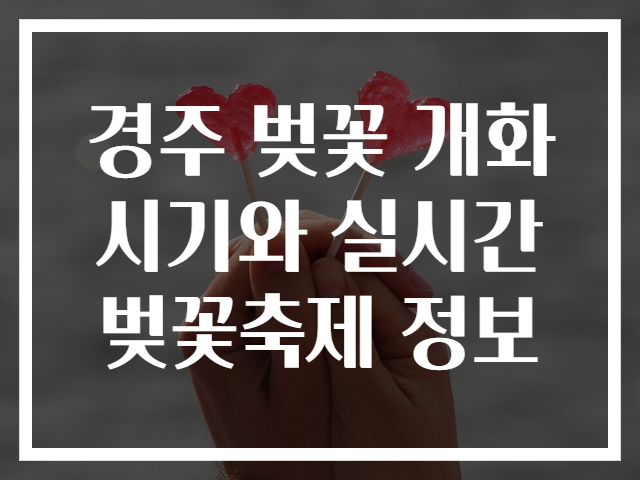 경주 벚꽃 개화시기와 실시간 벚꽃축제 정보