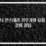 무늬 몬스테라 키우기와 유묘 분갈이 꿀팁