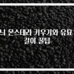 무늬 몬스테라 키우기와 유묘 분갈이 꿀팁