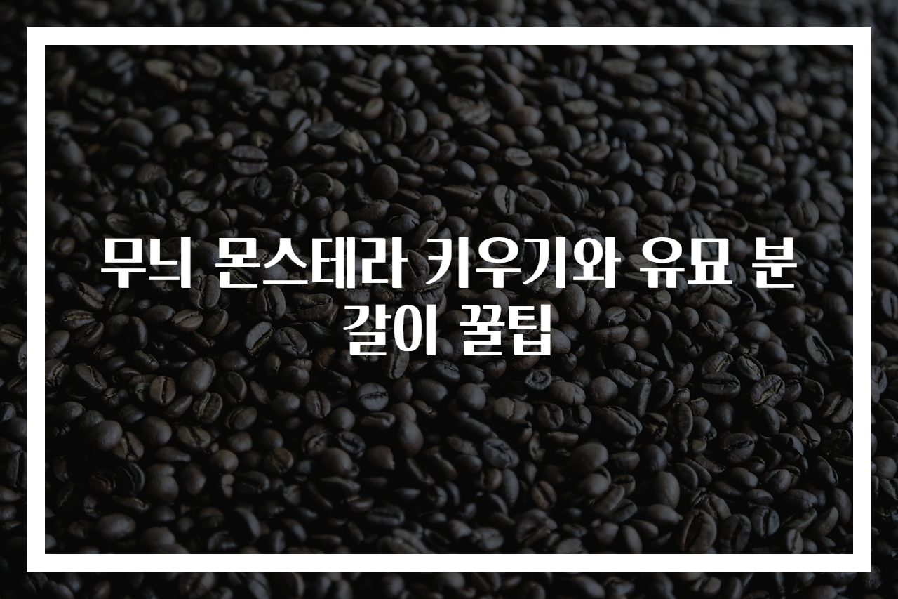 무늬 몬스테라 키우기와 유묘 분갈이 꿀팁