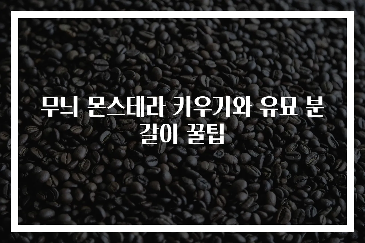 무늬 몬스테라 키우기와 유묘 분갈이 꿀팁