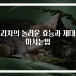 보리차의 놀라운 효능과 제대로 마시는법