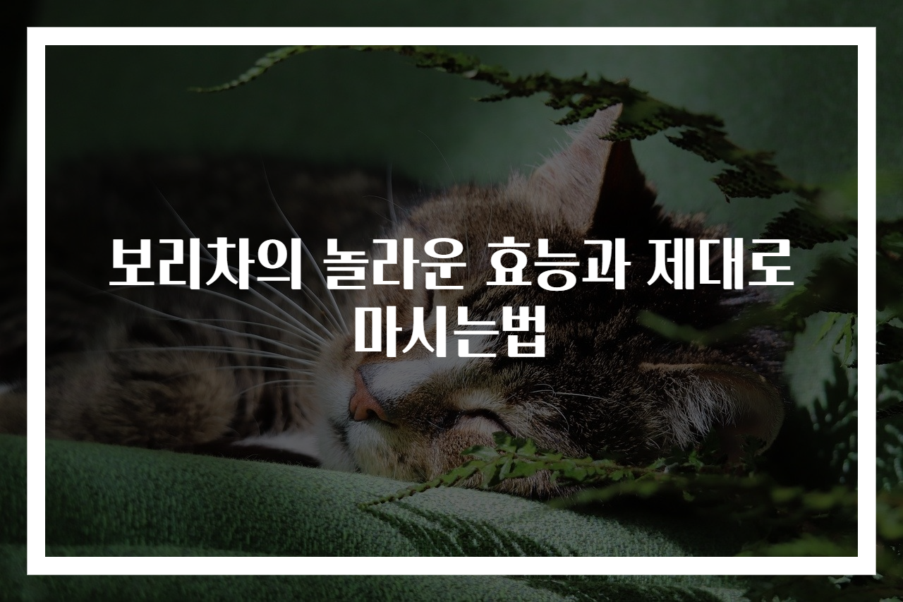 보리차의 놀라운 효능과 제대로 마시는법