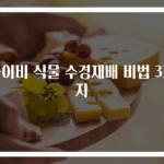 아이비 식물 수경재배 비법 3가지