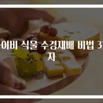 아이비 식물 수경재배 비법 3가지