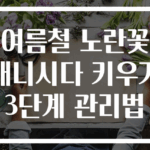 여름철 노란꽃 애니시다 키우기 3단계 관리법