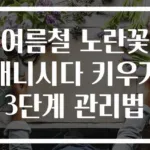 여름철 노란꽃 애니시다 키우기 3단계 관리법