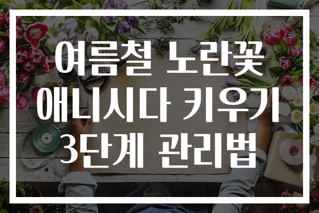 여름철 노란꽃 애니시다 키우기 3단계 관리법