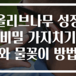 올리브나무 성장 비밀 가지치기와 물꽂이 방법
