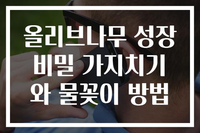 올리브나무 성장 비밀 가지치기와 물꽂이 방법