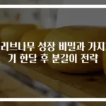 올리브나무 성장 비밀과 가지치기 한달 후 분갈이 전략