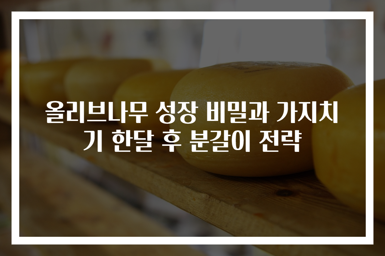 올리브나무 성장 비밀과 가지치기 한달 후 분갈이 전략