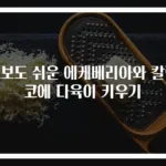 초보도 쉬운 에케베리아와 칼랑코에 다육이 키우기