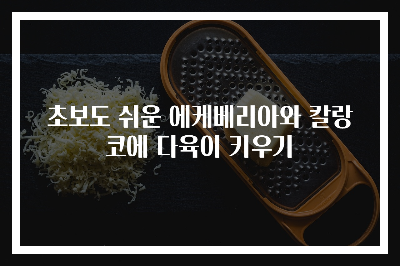 초보도 쉬운 에케베리아와 칼랑코에 다육이 키우기