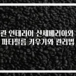 현관 인테리어 산세베리아와 스파티필름 키우기와 관리법